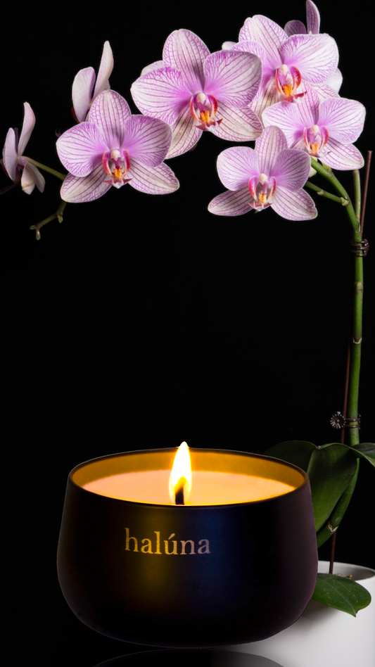 halúna candle Orchidee
